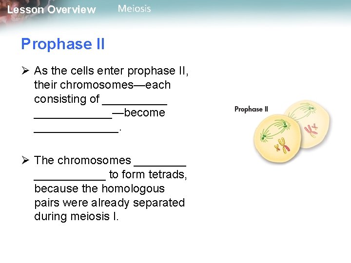 Lesson Overview Meiosis Prophase II Ø As the cells enter prophase II, their chromosomes—each