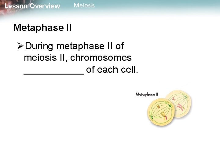 Lesson Overview Meiosis Metaphase II ØDuring metaphase II of meiosis II, chromosomes ______ of