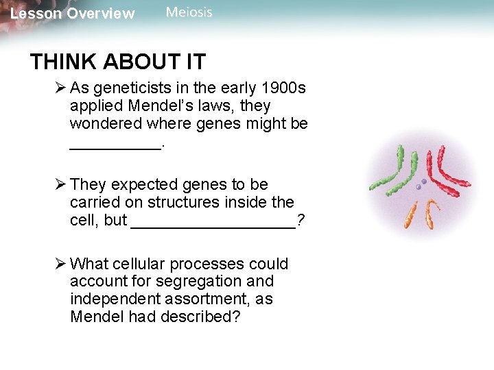 Lesson Overview Meiosis THINK ABOUT IT Ø As geneticists in the early 1900 s