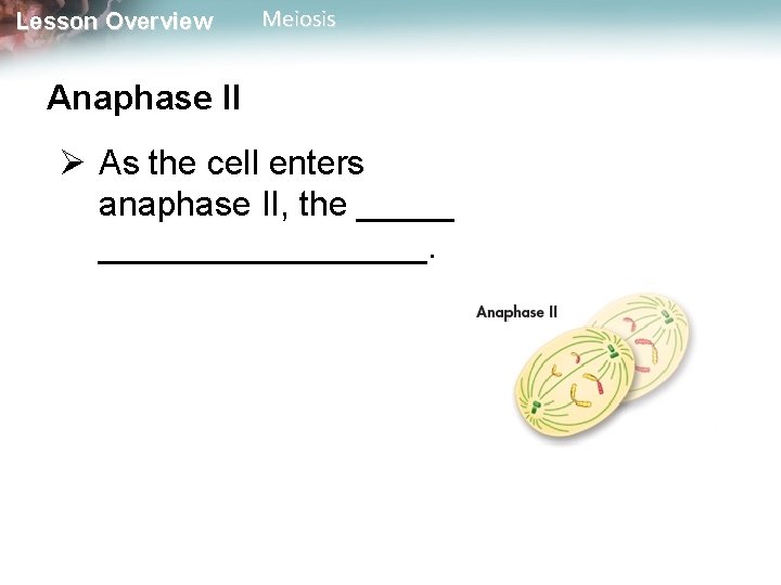 Lesson Overview Meiosis Anaphase II Ø As the cell enters anaphase II, the ___________.