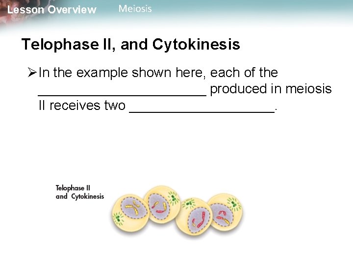 Lesson Overview Meiosis Telophase II, and Cytokinesis ØIn the example shown here, each of