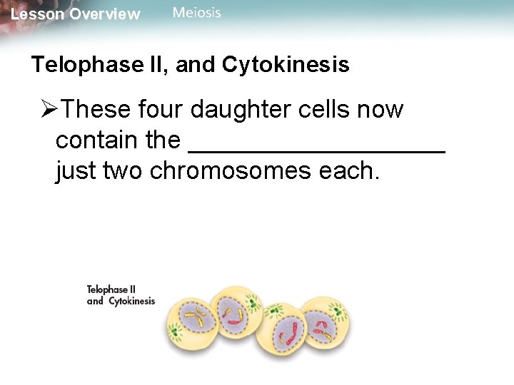 Lesson Overview Meiosis Telophase II, and Cytokinesis ØThese four daughter cells now contain the