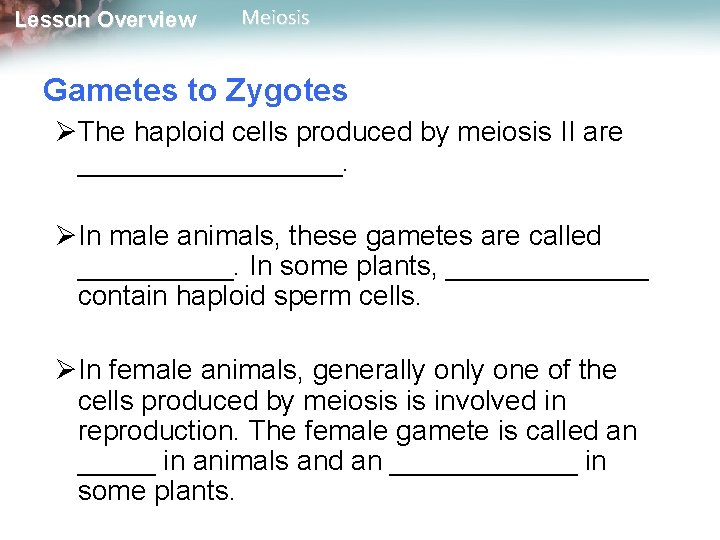 Lesson Overview Meiosis Gametes to Zygotes ØThe haploid cells produced by meiosis II are