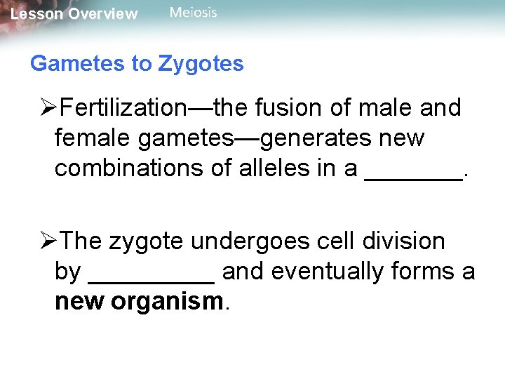 Lesson Overview Meiosis Gametes to Zygotes ØFertilization—the fusion of male and female gametes—generates new