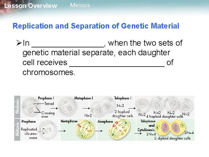 Lesson Overview Meiosis Replication and Separation of Genetic Material ØIn ________, when the two