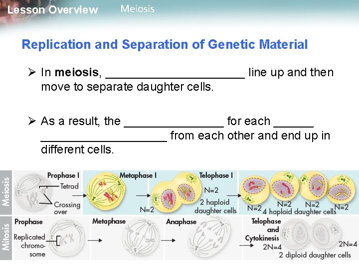 Lesson Overview Meiosis Replication and Separation of Genetic Material Ø In meiosis, ___________ line