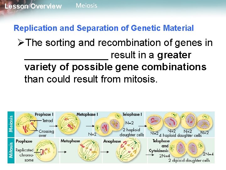 Lesson Overview Meiosis Replication and Separation of Genetic Material ØThe sorting and recombination of