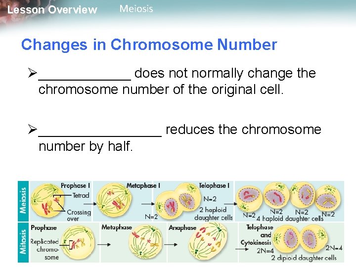 Lesson Overview Meiosis Changes in Chromosome Number Ø______ does not normally change the chromosome