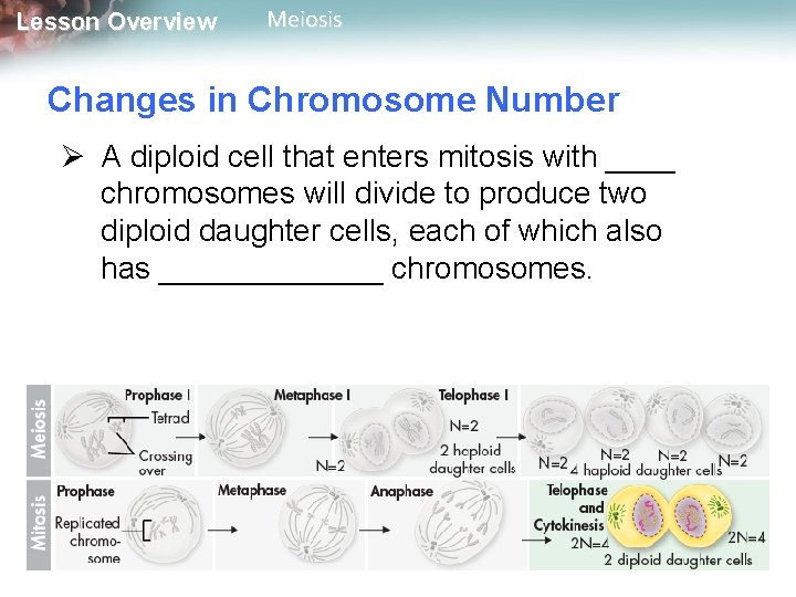 Lesson Overview Meiosis Changes in Chromosome Number Ø A diploid cell that enters mitosis