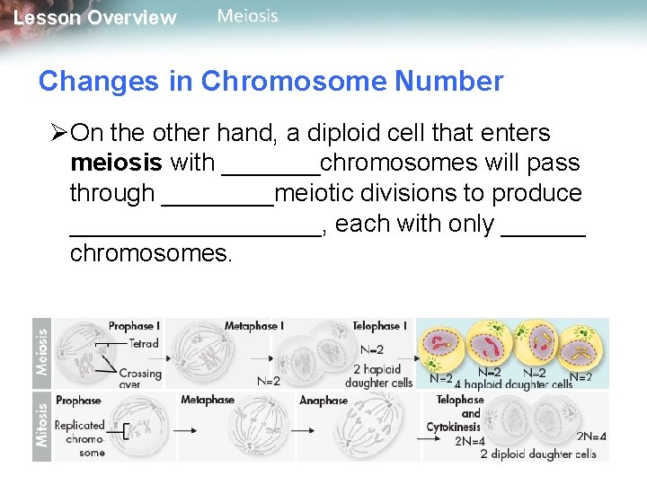 Lesson Overview Meiosis Changes in Chromosome Number ØOn the other hand, a diploid cell