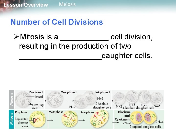 Lesson Overview Meiosis Number of Cell Divisions ØMitosis is a ______ cell division, resulting