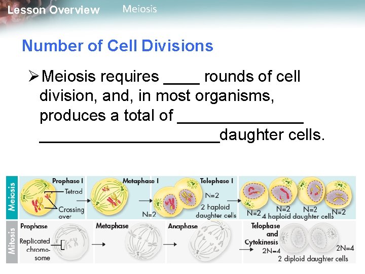 Lesson Overview Meiosis Number of Cell Divisions ØMeiosis requires ____ rounds of cell division,