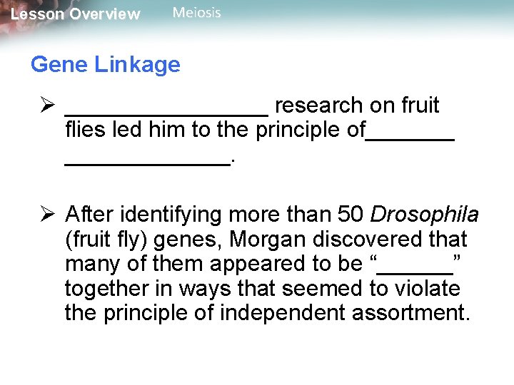 Lesson Overview Meiosis Gene Linkage Ø ________ research on fruit flies led him to