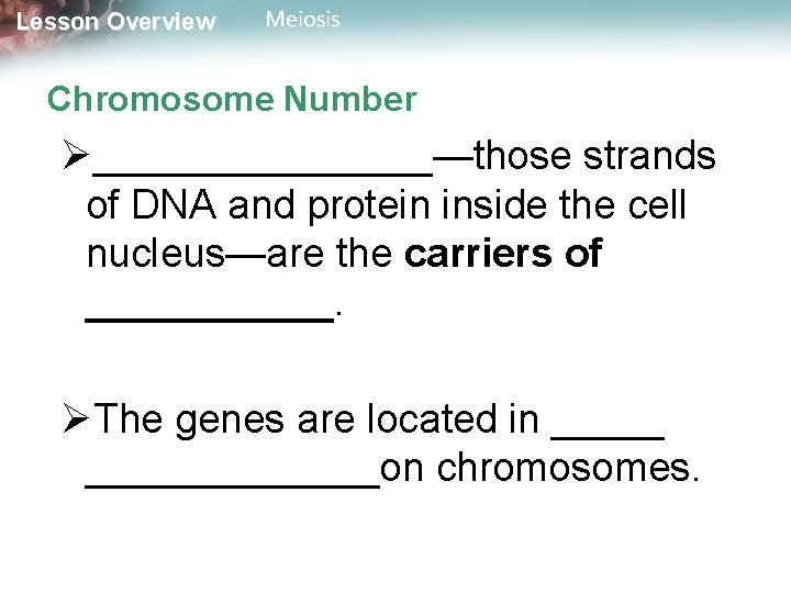 Lesson Overview Meiosis Chromosome Number Ø________—those strands of DNA and protein inside the cell Lesson Overview Meiosis Chromosome Number Ø________—those strands of DNA and protein inside the cell