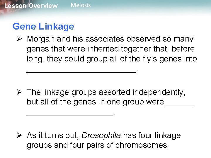 Lesson Overview Meiosis Gene Linkage Ø Morgan and his associates observed so many genes