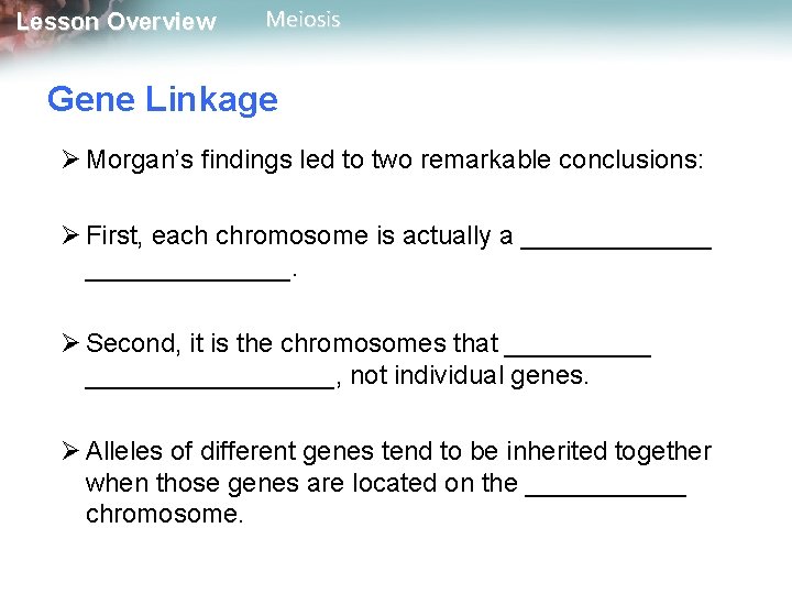 Lesson Overview Meiosis Gene Linkage Ø Morgan’s findings led to two remarkable conclusions: Ø