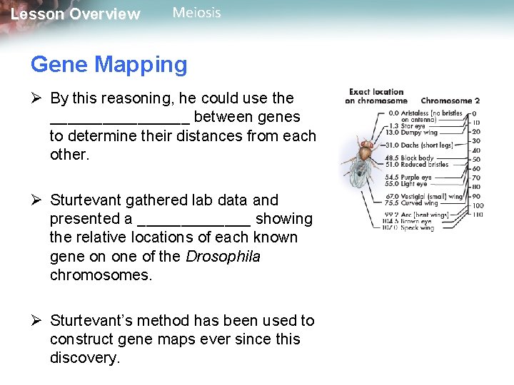 Lesson Overview Meiosis Gene Mapping Ø By this reasoning, he could use the ________