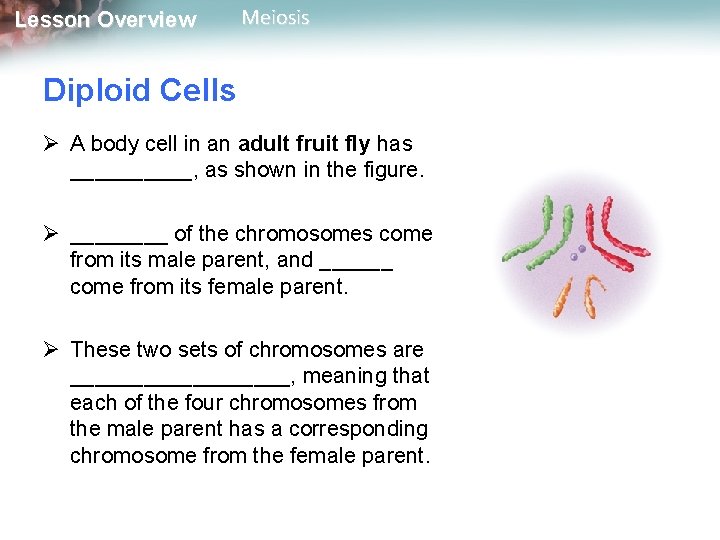 Lesson Overview Meiosis Diploid Cells Ø A body cell in an adult fruit fly