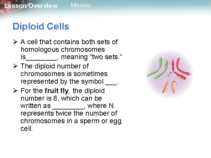 Lesson Overview Meiosis Diploid Cells Ø A cell that contains both sets of homologous