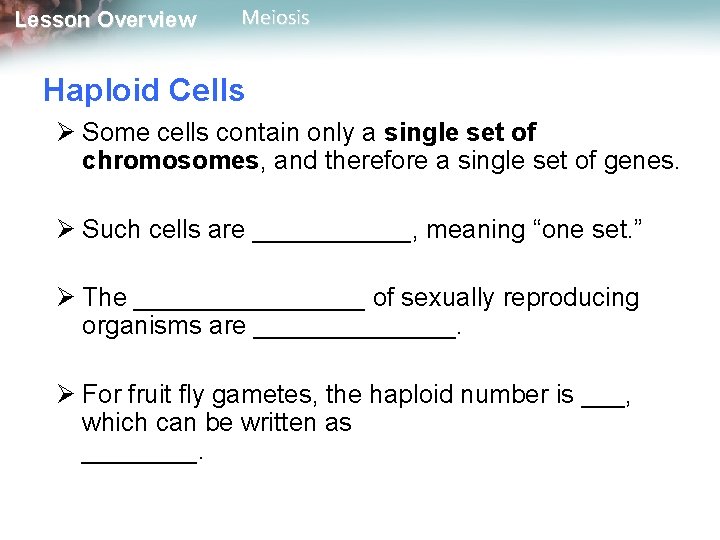 Lesson Overview Meiosis Haploid Cells Ø Some cells contain only a single set of
