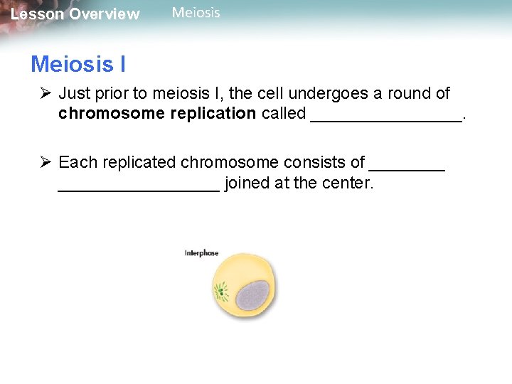 Lesson Overview Meiosis I Ø Just prior to meiosis I, the cell undergoes a