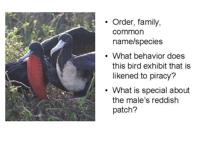  • Order, family, common name/species • What behavior does this bird exhibit that