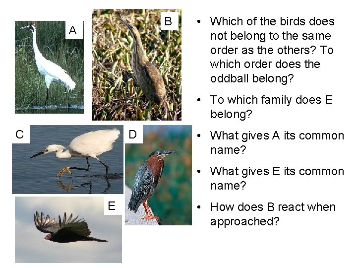 B A • Which of the birds does not belong to the same order
