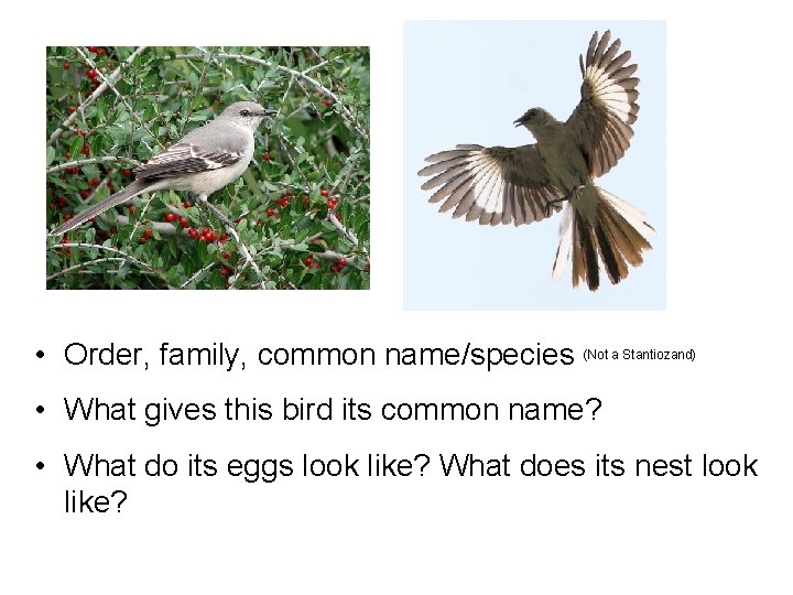  • Order, family, common name/species (Not a Stantiozand) • What gives this bird