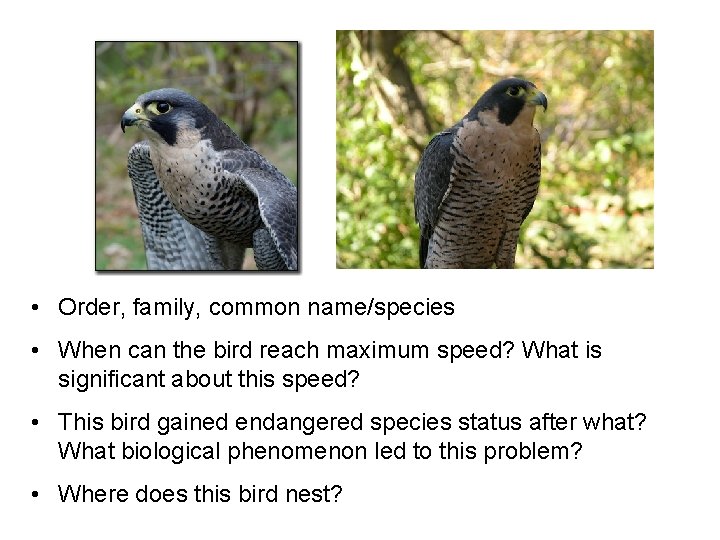  • Order, family, common name/species • When can the bird reach maximum speed?