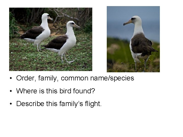  • Order, family, common name/species • Where is this bird found? • Describe