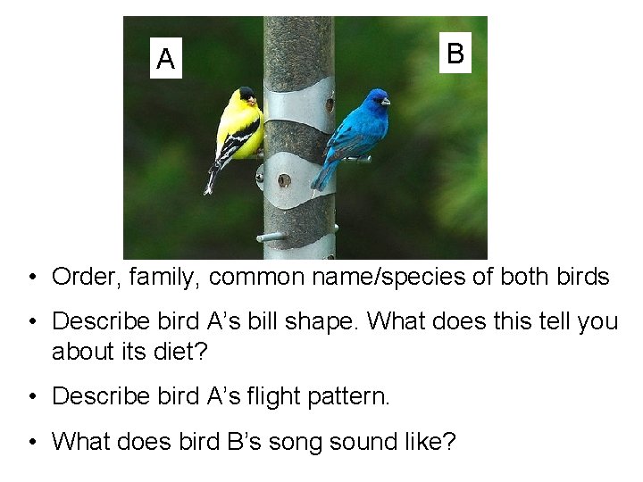 A B • Order, family, common name/species of both birds • Describe bird A’s