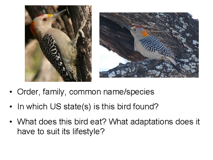  • Order, family, common name/species • In which US state(s) is this bird