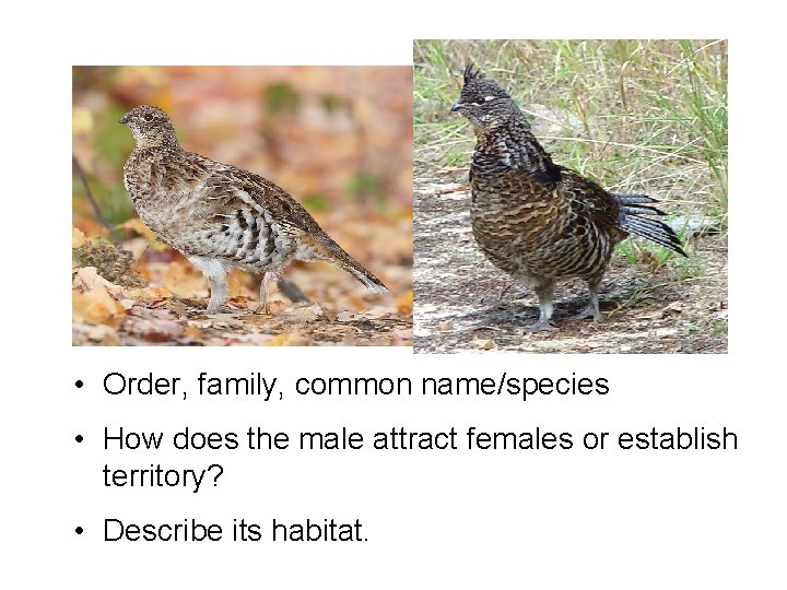  • Order, family, common name/species • How does the male attract females or