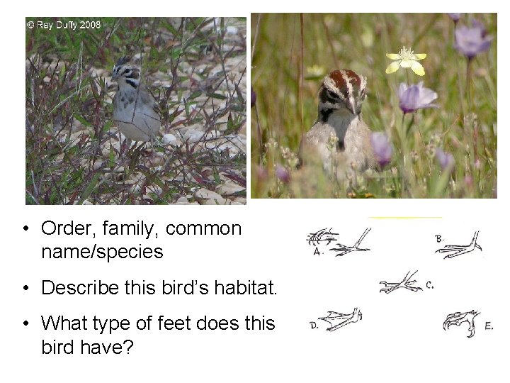  • Order, family, common name/species • Describe this bird’s habitat. • What type