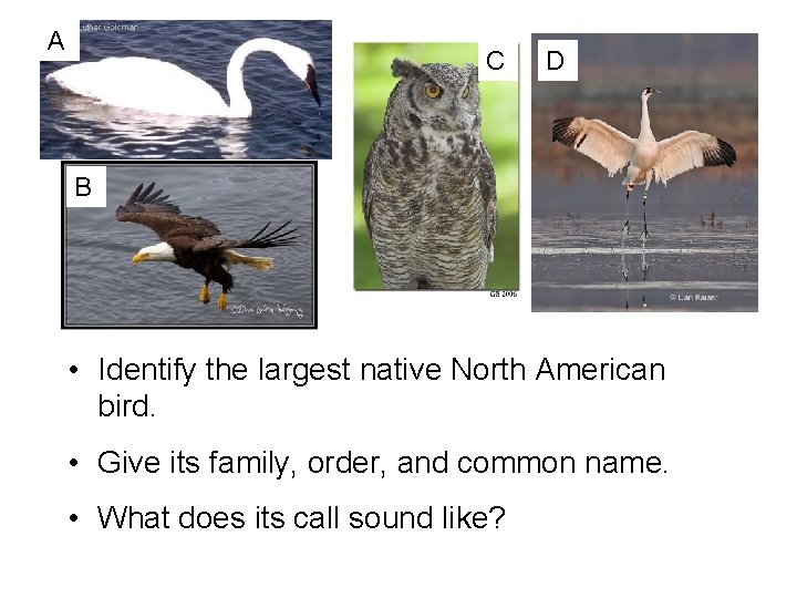 A C D B • Identify the largest native North American bird. • Give