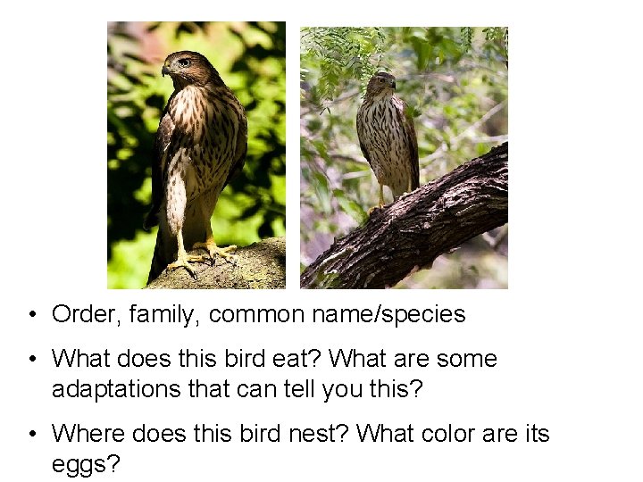  • Order, family, common name/species • What does this bird eat? What are