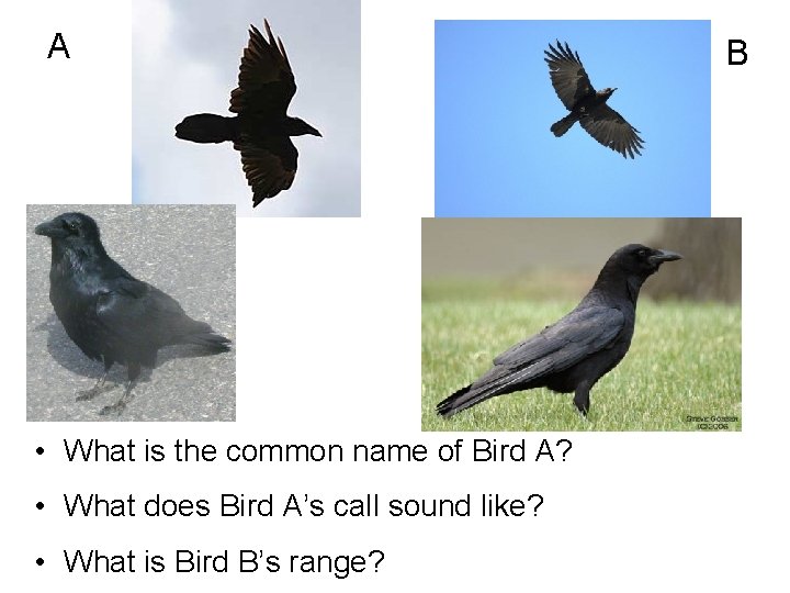 A • What is the common name of Bird A? • What does Bird
