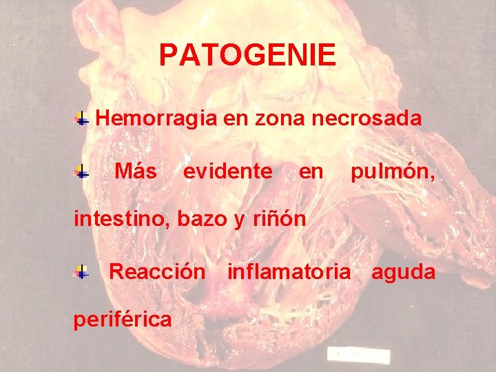 PATOGENIE Hemorragia en zona necrosada Más evidente en pulmón, intestino, bazo y riñón Reacción