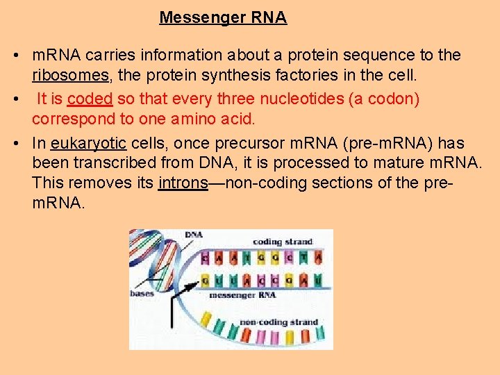 Messenger RNA • m. RNA carries information about a protein sequence to the ribosomes,