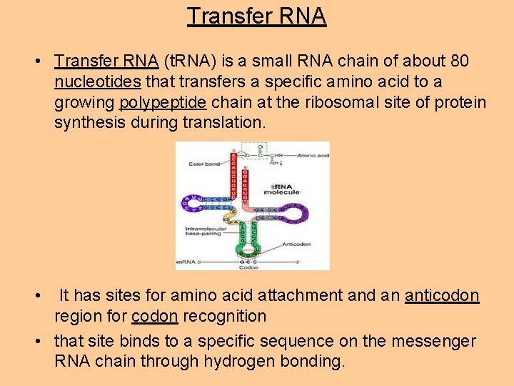 Transfer RNA • Transfer RNA (t. RNA) is a small RNA chain of about