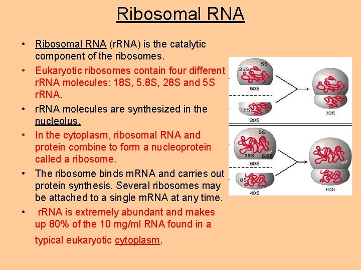 Ribosomal RNA • Ribosomal RNA (r. RNA) is the catalytic component of the ribosomes.
