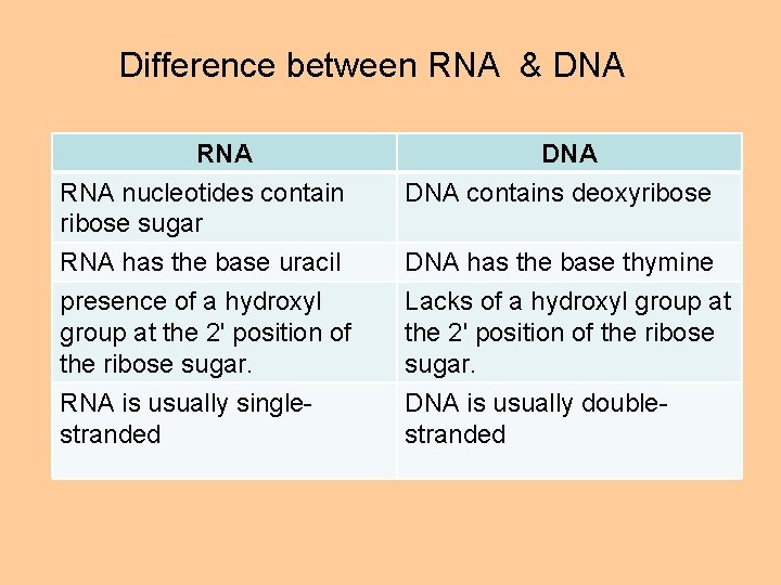 Difference between RNA & DNA RNA nucleotides contain ribose sugar DNA contains deoxyribose RNA
