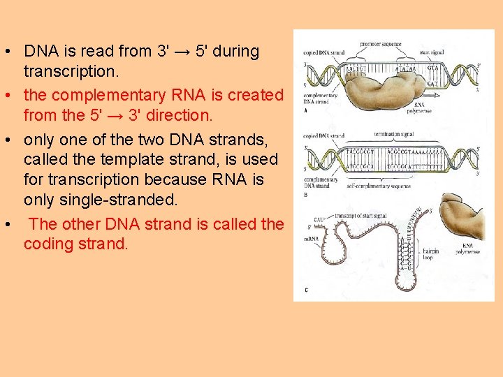  • DNA is read from 3' → 5' during transcription. • the complementary