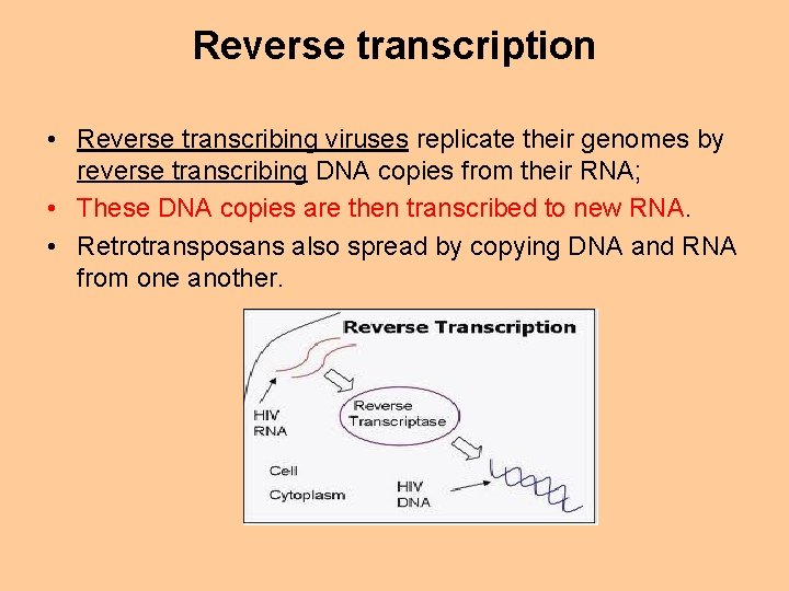 Reverse transcription • Reverse transcribing viruses replicate their genomes by reverse transcribing DNA copies