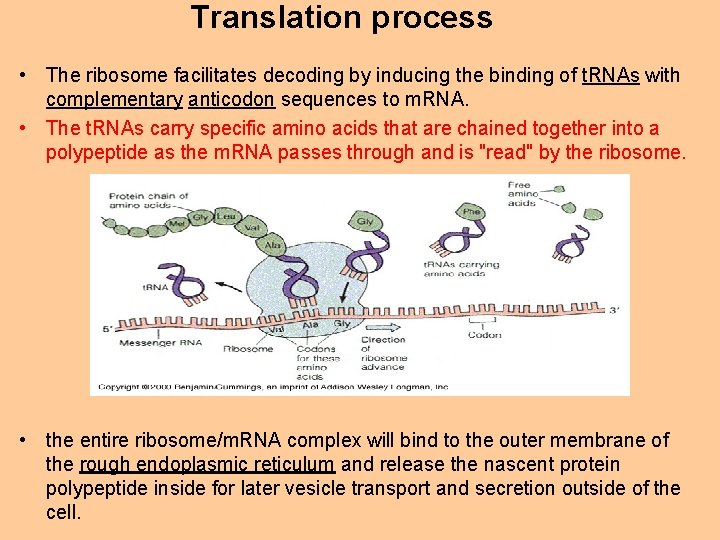 Translation process • The ribosome facilitates decoding by inducing the binding of t. RNAs
