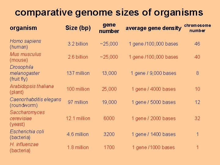 comparative genome sizes of organisms organism Size (bp) Homo sapiens 3. 2 billion (human)
