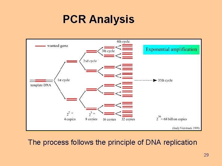 PCR Analysis The process follows the principle of DNA replication 29 