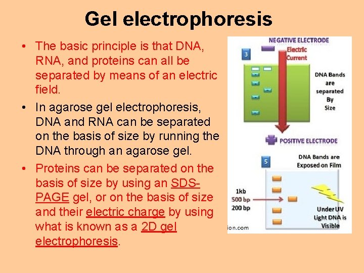 Gel electrophoresis • The basic principle is that DNA, RNA, and proteins can all