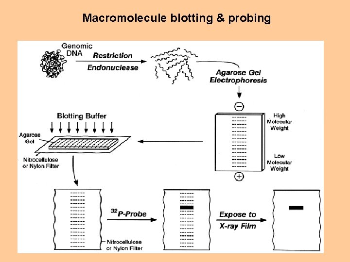 Macromolecule blotting & probing 