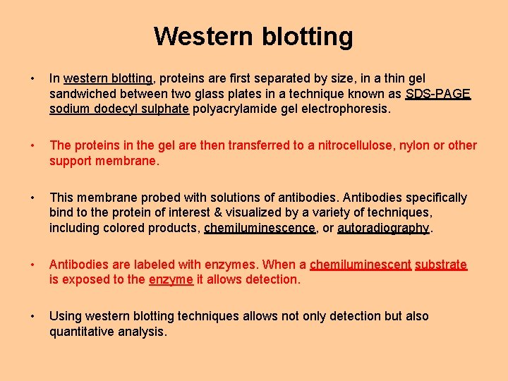 Western blotting • In western blotting, proteins are first separated by size, in a